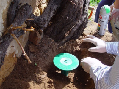 inspeccion de termitas